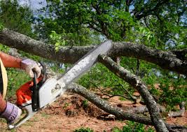 Best Seasonal Cleanup (Spring/Fall)  in Wells, MN