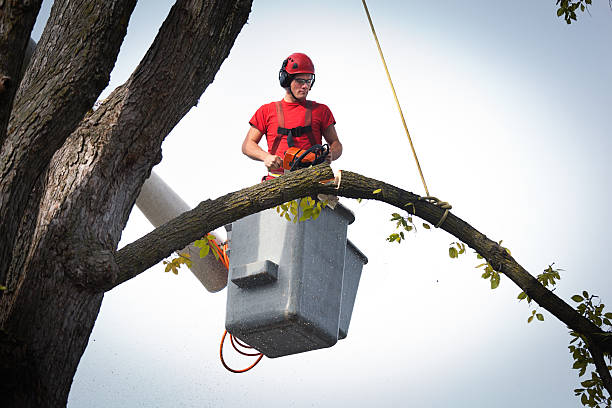 Best Stump Grinding and Removal  in Wells, MN