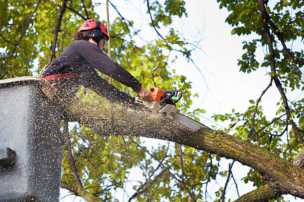 Best Hedge Trimming  in Wells, MN